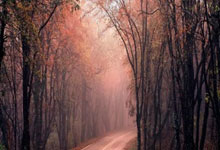 拉斯维加斯：福布斯公布2024年全球收入最高女运动员排行榜：谷爱凌、郑钦文进前五环球时报.